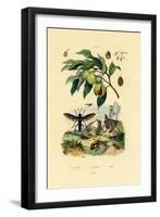 Nutmeg, 1833-39-null-Framed Premium Giclee Print