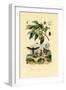 Nutmeg, 1833-39-null-Framed Premium Giclee Print