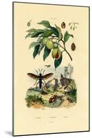 Nutmeg, 1833-39-null-Mounted Premium Giclee Print