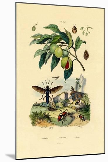 Nutmeg, 1833-39-null-Mounted Premium Giclee Print