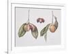 Nutmeg (Myristica Fragrans) 2004-Margaret Ann Eden-Framed Giclee Print