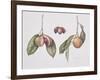 Nutmeg (Myristica Fragrans) 2004-Margaret Ann Eden-Framed Giclee Print