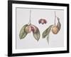 Nutmeg (Myristica Fragrans) 2004-Margaret Ann Eden-Framed Giclee Print