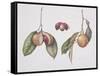 Nutmeg (Myristica Fragrans) 2004-Margaret Ann Eden-Framed Stretched Canvas