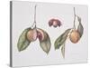 Nutmeg (Myristica Fragrans) 2004-Margaret Ann Eden-Stretched Canvas