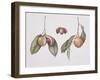 Nutmeg (Myristica Fragrans) 2004-Margaret Ann Eden-Framed Giclee Print