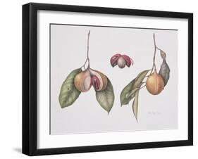 Nutmeg (Myristica Fragrans) 2004-Margaret Ann Eden-Framed Giclee Print