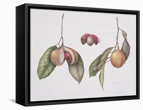 Nutmeg (Myristica Fragrans) 2004-Margaret Ann Eden-Framed Stretched Canvas