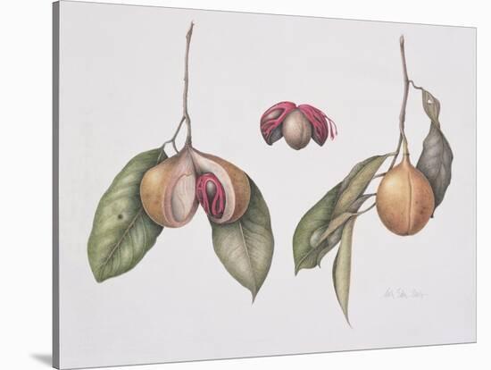 Nutmeg (Myristica Fragrans) 2004-Margaret Ann Eden-Stretched Canvas