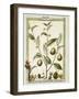 Nutmeg (Myristica Fragrans or Officinalis), 1789-null-Framed Giclee Print