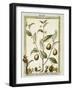 Nutmeg (Myristica Fragrans or Officinalis), 1789-null-Framed Giclee Print