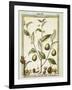 Nutmeg (Myristica Fragrans or Officinalis), 1789-null-Framed Giclee Print