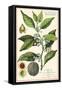 Nutmeg Plant-null-Framed Stretched Canvas