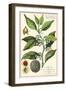 Nutmeg Plant-null-Framed Giclee Print