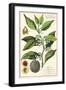 Nutmeg Plant-null-Framed Giclee Print