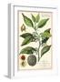 Nutmeg Plant-null-Framed Giclee Print