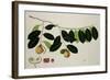 Nutmeg Tree-null-Framed Giclee Print