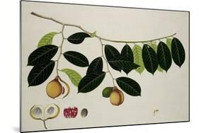 Nutmeg Tree-null-Mounted Giclee Print