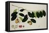 Nutmeg Tree-null-Framed Stretched Canvas