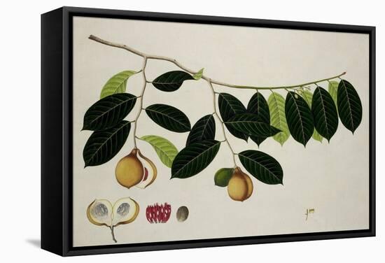 Nutmeg Tree-null-Framed Stretched Canvas