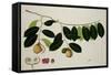 Nutmeg Tree-null-Framed Stretched Canvas