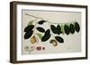 Nutmeg Tree-null-Framed Giclee Print