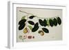 Nutmeg Tree-null-Framed Giclee Print