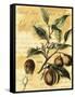 Nutmeg-Walter H. Fitch-Framed Stretched Canvas