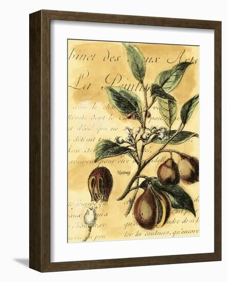 Nutmeg-Walter H. Fitch-Framed Art Print