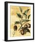 Nutmeg-Walter H. Fitch-Framed Art Print