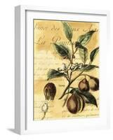 Nutmeg-Walter H. Fitch-Framed Art Print