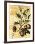 Nutmeg-Walter H. Fitch-Framed Art Print