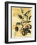 Nutmeg-Walter H. Fitch-Framed Art Print