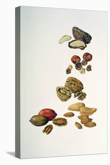 Nuts-Felicity House-Stretched Canvas