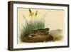 Nuttails Whipoorwill-John James Audubon-Framed Art Print