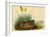 Nuttails Whipoorwill-John James Audubon-Framed Art Print