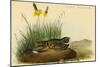 Nuttails Whipoorwill-John James Audubon-Mounted Art Print