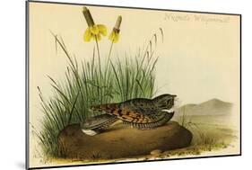 Nuttails Whipoorwill-John James Audubon-Mounted Art Print