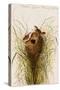 Nuttal's Lesser Marsh Wren-John James Audubon-Stretched Canvas