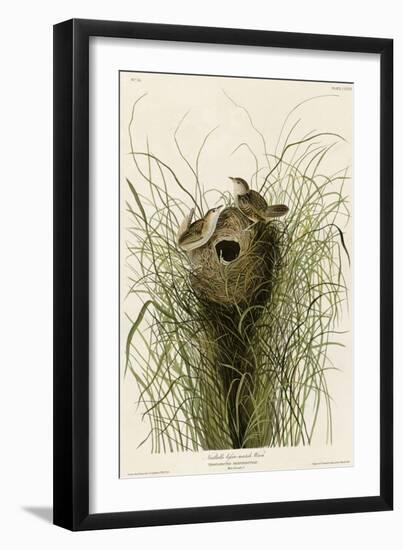 Nuttall's Lesser-Marsh Wren-null-Framed Giclee Print
