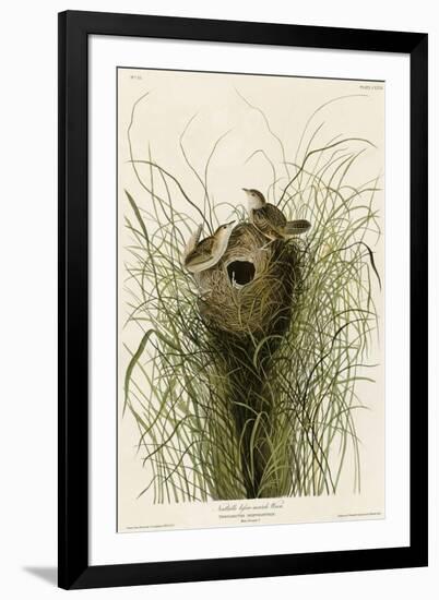 Nuttall's Lesser-Marsh Wren-null-Framed Giclee Print