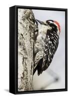 Nuttall's Woodpecker-Hal Beral-Framed Stretched Canvas