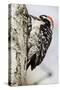 Nuttall's Woodpecker-Hal Beral-Stretched Canvas