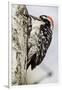 Nuttall's Woodpecker-Hal Beral-Framed Premium Photographic Print