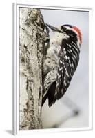 Nuttall's Woodpecker-Hal Beral-Framed Premium Photographic Print