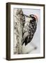 Nuttall's Woodpecker-Hal Beral-Framed Photographic Print