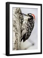 Nuttall's Woodpecker-Hal Beral-Framed Photographic Print