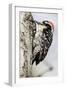 Nuttall's Woodpecker-Hal Beral-Framed Photographic Print