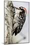 Nuttall's Woodpecker-Hal Beral-Mounted Photographic Print