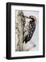 Nuttall's Woodpecker-Hal Beral-Framed Photographic Print